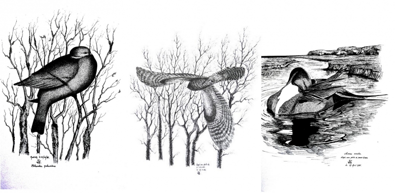 Pigeon ramier / Coucou gris / Canard pilet