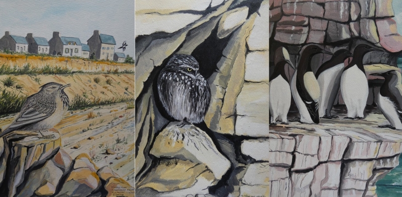Cochevis huppé / Chouette chevêche / Guillemot de Troïl