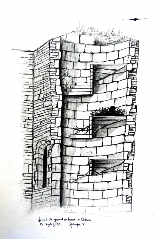 Nid du Grand Corbeau sur la tour de Cesson (Saint-Brieuc - Côtes d'armor)